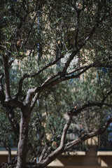Olive tree stands prominently in sunlit courtyard creating an inviting atmosphere in the heart of the city