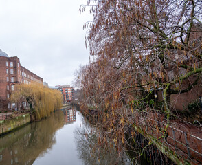 Close up of leafless willow tree on the riverbank in the winter