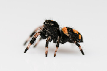 Phidippus regius Everglades L3, araignée sauteuse colorée capturée en gros plan