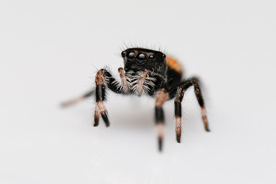 Phidippus regius Everglades L3, araign&eacute;e sauteuse color&eacute;e captur&eacute;e en gros plan