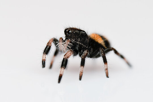 Phidippus regius Everglades L3, araign&eacute;e sauteuse color&eacute;e captur&eacute;e en gros plan