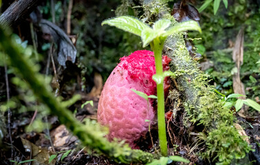 A small red fruit is growing in the forest