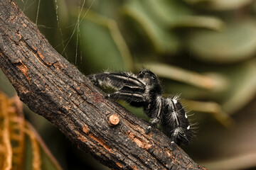 Phidippus regius, araignée sauteuse colorée capturée en gros plan