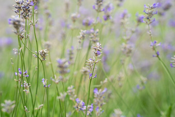 Nature background with fireweed, or Ivan chai in sunset summer field. Fireweed, or willow herb pink flower on green leaves, grass on sunset. Selective focus