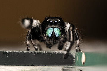 Phidippus regius mâle en pleine parade amoureuse, montrant son comportement de séduction.