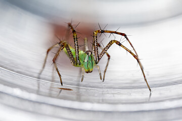 Bébé Peucetia lucasi, petite araignée sauteuse capturée en gros plan