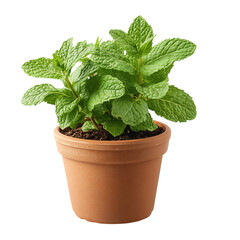 A Small Potted Mint Plant with Fresh Green Leaves Isolated on Transparent Background