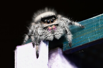 Phidippus regius, araignée sauteuse colorée capturée en gros plan