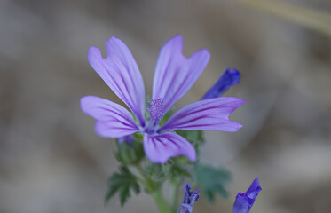 close-up of true mallow, close-up of malva sylvestris, purple flower with pollen pistil, gray...