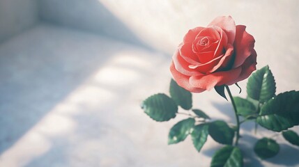 Single red rose with dew drops, illuminated by soft sunlight, rests on a light background