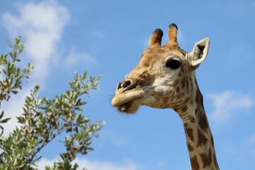 Giraffe / Giraffe / Giraffa camelopardalis