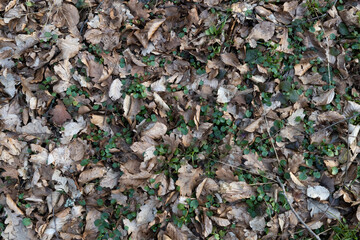 Dry leaves with foliage texture