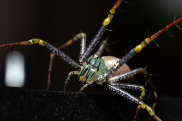 Peucetia lucasi, araignée sauteuse colorée, montrant ses yeux brillants et son comportement agile, capturée en détail dans un cadre contrôlé, mettant en valeur sa beauté et sa vivacité.