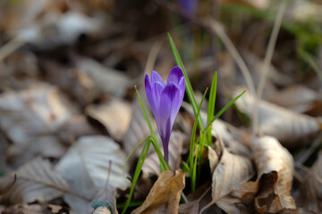 Purple crocus flowers