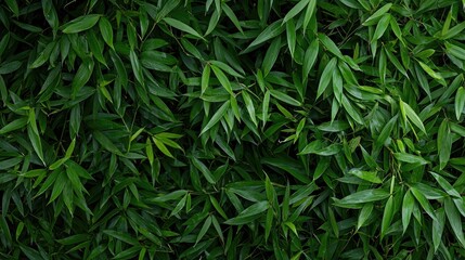 Lush green bamboo leaves background
