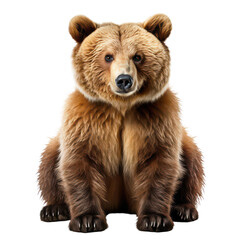 brown bear isolated on transparent background,PNG