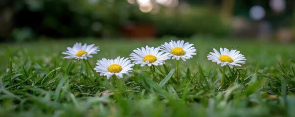 Fototapeta premium Close-up of white daisies with yellow centers blooming in green grass