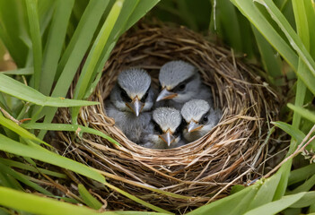Obraz premium Four Fledglings Huddled in a Twig Nest