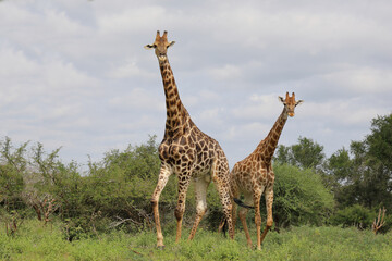 Giraffe / Giraffe / Giraffa camelopardalis