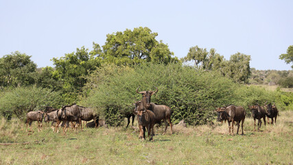 Fototapeta premium Streifengnu / Blue wildebeest / Connochaetes taurinus.