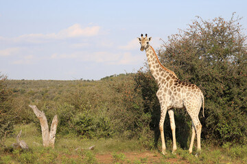 Giraffe / Giraffe / Giraffa camelopardalis