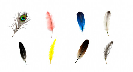 collection of eight colorful bird feathers on white background