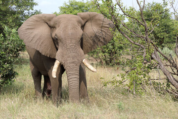 Obraz premium Afrikanischer Elefant / African elephant / Loxodonta africana