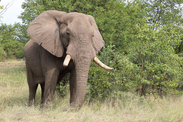 Fototapeta premium Afrikanischer Elefant / African elephant / Loxodonta africana