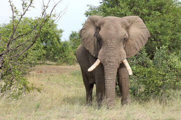 Fototapeta premium Afrikanischer Elefant / African elephant / Loxodonta africana