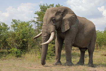 Fototapeta premium Afrikanischer Elefant / African elephant / Loxodonta africana