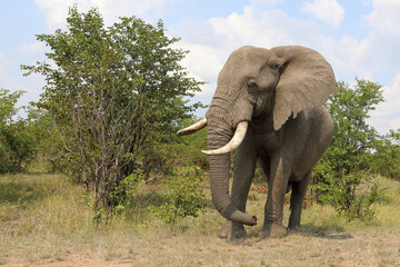 Obraz premium Afrikanischer Elefant / African elephant / Loxodonta africana