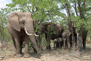Fototapeta premium Afrikanischer Elefant / African elephant / Loxodonta africana
