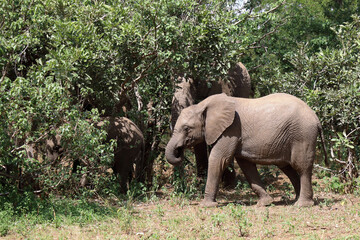 Fototapeta premium Afrikanischer Elefant / African elephant / Loxodonta africana