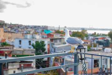 A huge single seagull sits on a railing in Istanbul. High quality photo