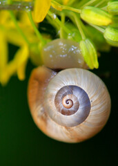 A spiral designed shell