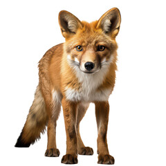 red fox isolated on transparent background,PNG