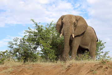 Obraz premium Afrikanischer Elefant / African elephant / Loxodonta africana