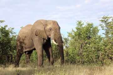 Obraz premium Afrikanischer Elefant / African elephant / Loxodonta africana