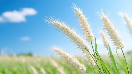 White Wheat Field Under Sunny Sky