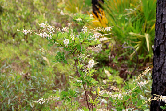 Clethra alnifolia, the coastal sweetpepperbush or summer sweet, growing in Florida forest, USA.