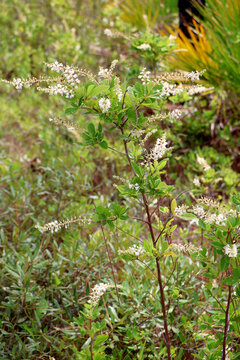Clethra alnifolia, the coastal sweetpepperbush or summer sweet, growing in Florida forest, USA.