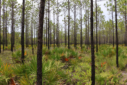 Longleaf pine grove with saw palmetto in Florida, USA landscape
