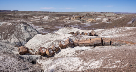 Large segmented trunk of colorful Petrified wood  along the Blue Mesa trail in the Petrified Forest National Park, Arizona, USA on 17 April 2024.