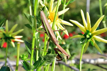 ダリアと大カマキリ