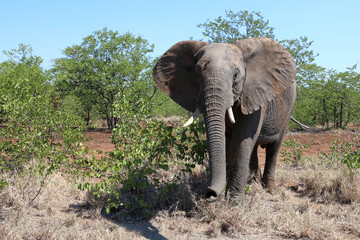 Obraz premium Afrikanischer Elefant / African elephant / Loxodonta africana