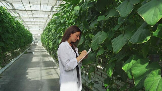 Growing cucumbers. Agriculture. Solving the world's food problems. Bioengineer, technologist, scientist, biologist analyzes, collects data on a cucumber plantation to study a new variety of cucumbers.