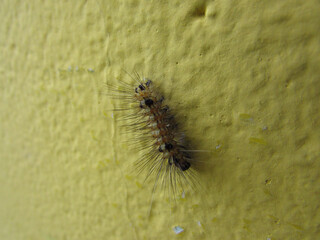 A small caterpillar with bristles on a wall of an indoor house