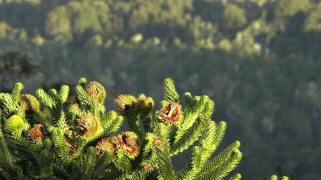 Copa de araucaria con ramas detalladas, coloridas y fondo natural difuminado