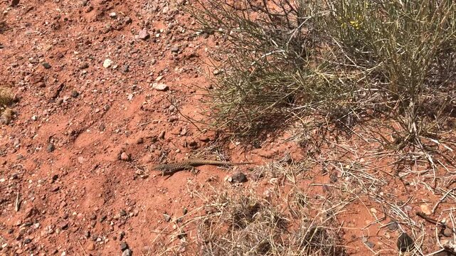 New Mexico Whiptail Lizard