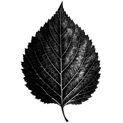 Obraz premium Black Birch Tree leaf silhouette on white background, minimalist style, monochrome